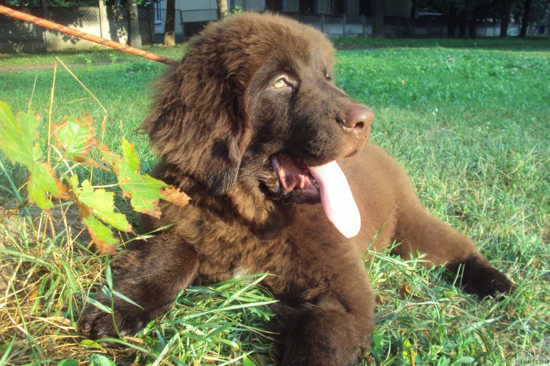 Фото: ньюфаундленд Big Sky Bear Kindle Ayumi