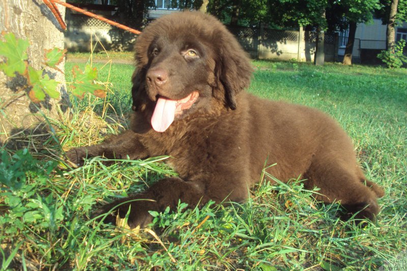 Фото: ньюфаундленд Big Sky Bear Kindle Ayumi