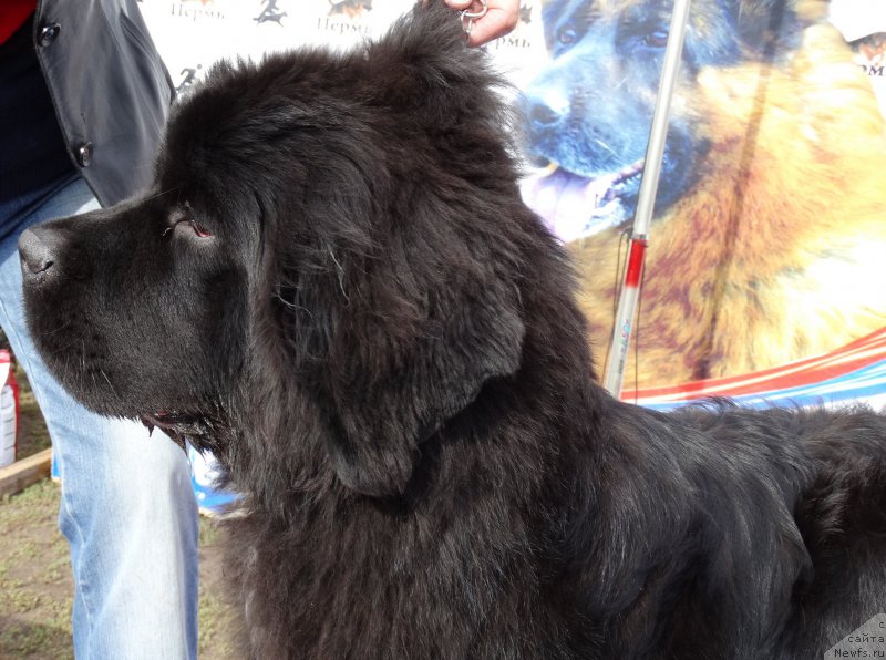 Фото: ньюфаундленд Beguschaya po Volnam Frozen Beauty (Бегущая по Волнам Фрозен Веату)