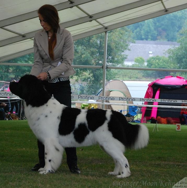 Фото: ньюфаундленд Chernaya Mafia Zebra Time (Черная Мафия Зебра Тиме)