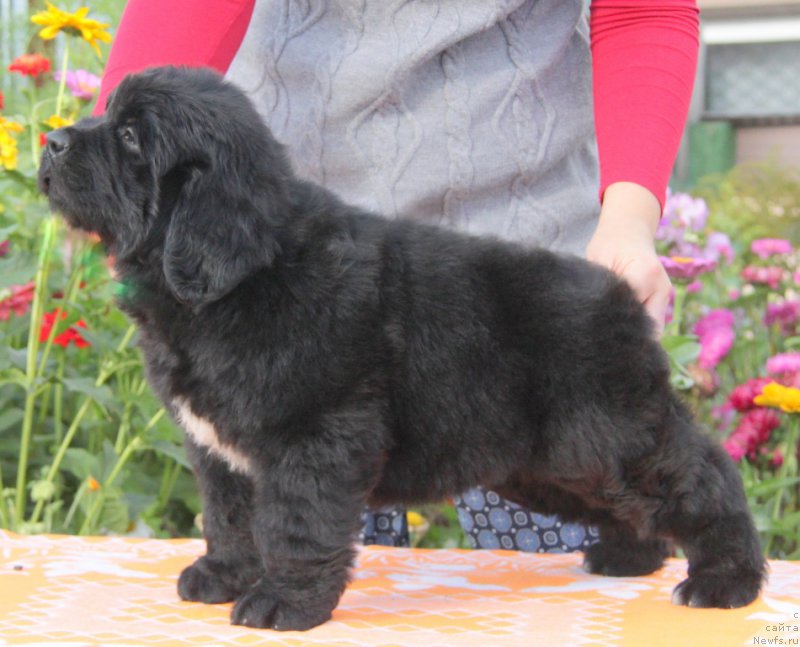 Фото: ньюфаундленд Akvian Song Okeanik Vind (Аквиан Сонг Океаник Винд)