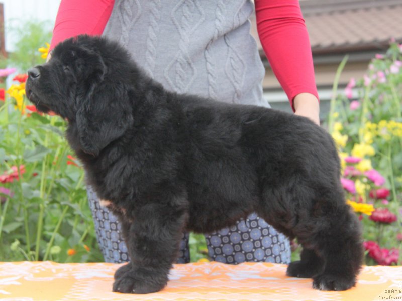 Фото: ньюфаундленд Akvian Song Over ze YUnivers (Аквиан Сонг Овер зе Юниверс)