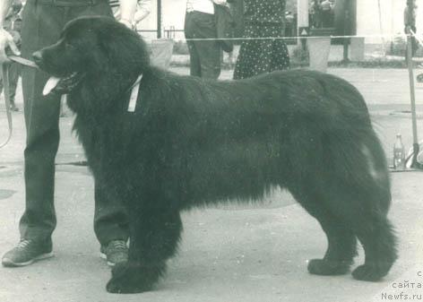 Фото: ньюфаундленд Langren (Лангрен)