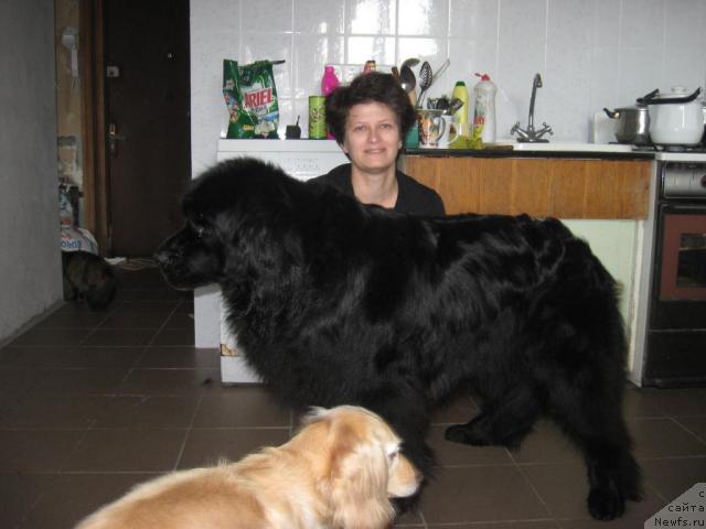 Фото: ньюфаундленд Lotta iz Stranyi CHudes (Лотта из Страны Чудес), Anna SHimanskaya (Анна Шиманская), Бяка