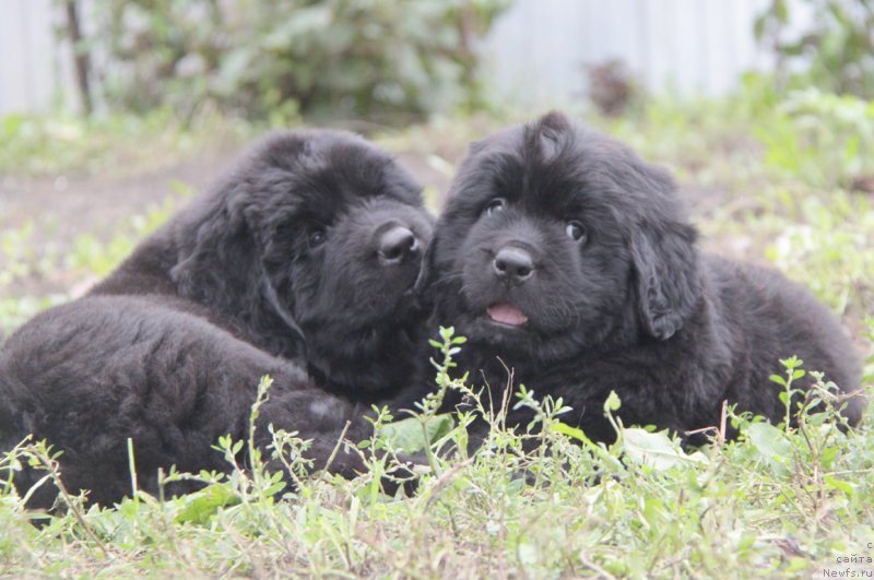 Фото: ньюфаундленд Akvian Song Okeanik Vind (Аквиан Сонг Океаник Винд), и, ньюфаундленд Akvian Song Over ze YUnivers (Аквиан Сонг Овер зе Юниверс)