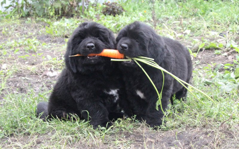 Фотография № 162204