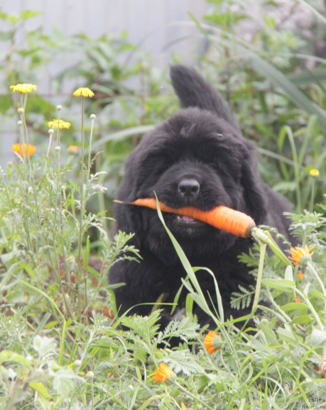 Фото: ньюфаундленд Akvian Song Over ze YUnivers (Аквиан Сонг Овер зе Юниверс)