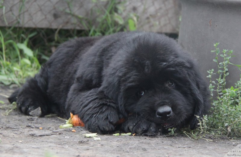 Фото: ньюфаундленд Akvian Song Over ze YUnivers (Аквиан Сонг Овер зе Юниверс)