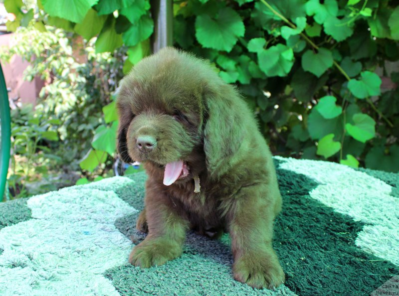 Фотография № 162216