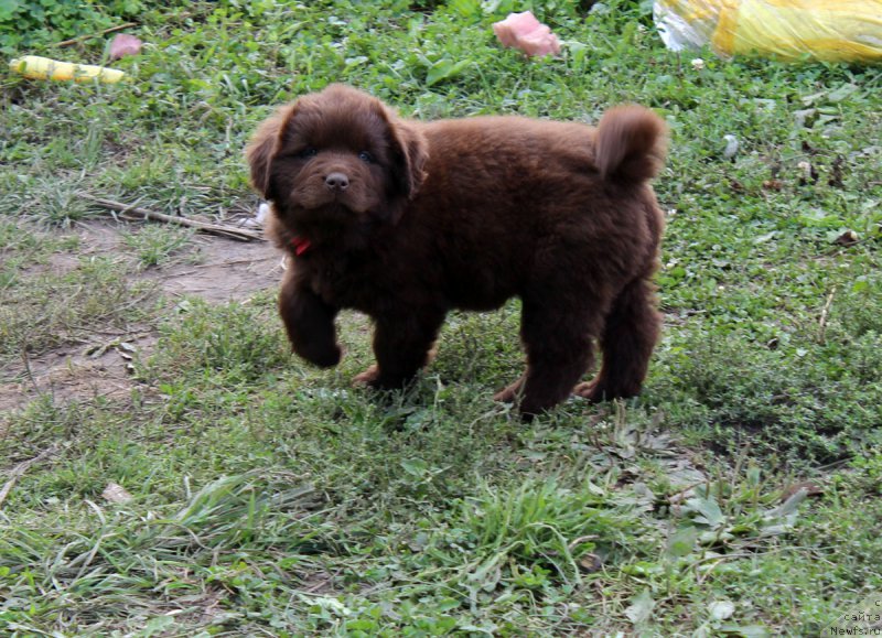 Фото: ньюфаундленд Brownblood MSK Happy Teddy (Браунблад МСК Хэппи Тедди)