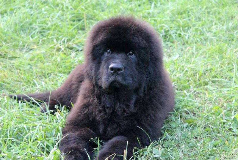 Фото: ньюфаундленд Chernaya Mafia She is a Lady (Черная Мафия Ше ис а Ладу)