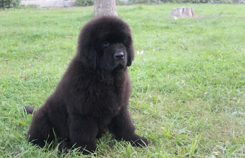 Фото: ньюфаундленд Chernaya Mafia She is a Lady (Черная Мафия Ше ис а Ладу)