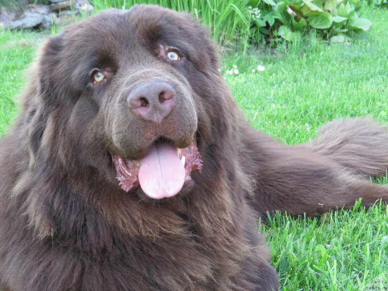 Фото: ньюфаундленд Parfyon (Парфён), ньюфаундленд Parfyon (Парфён)
