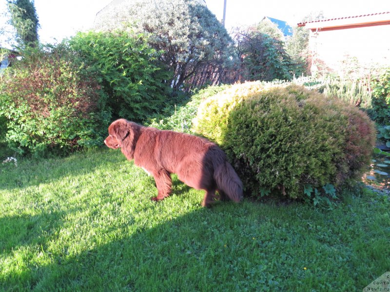 Фото: ньюфаундленд Parfyon (Парфён)