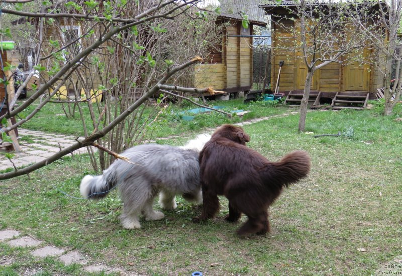 Фото: ньюфаундленд Parfyon (Парфён)