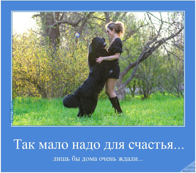 Фото: ньюфаундленд Zagadka Dominika Kara Deniz (Загадка Доминика Кара Дениз), Marina Demidova (Марина Демидова)