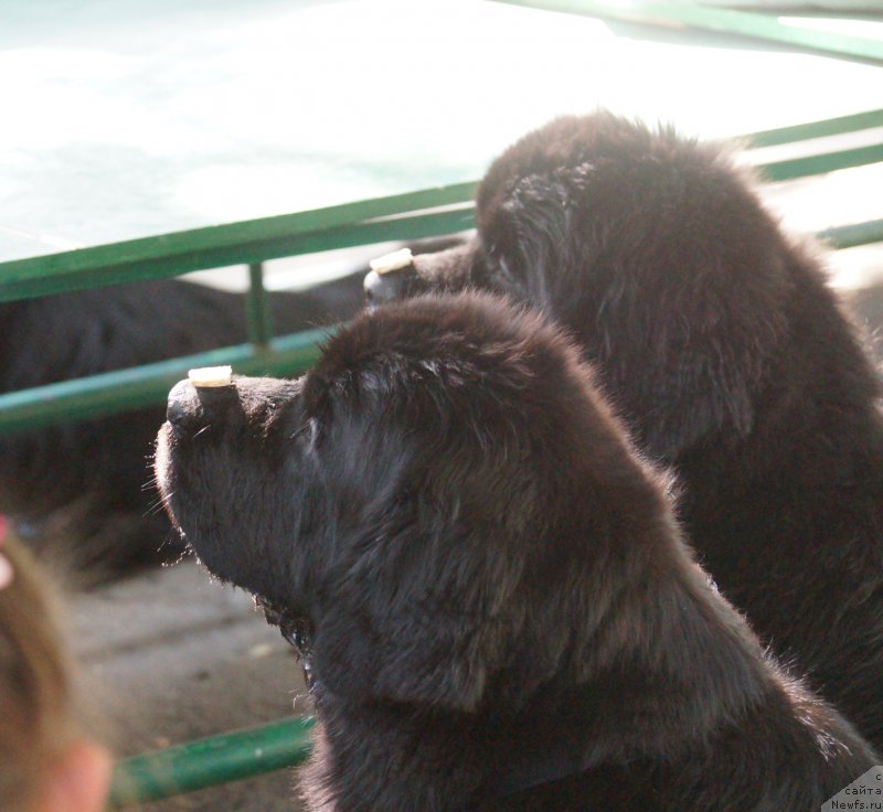 Фотография № 162249