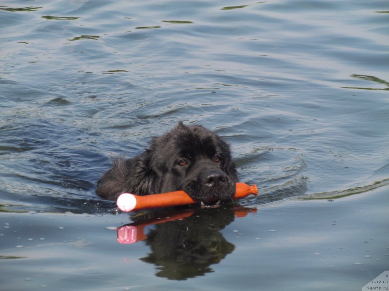 Фото: ньюфаундленд Ryesh (Рэш)