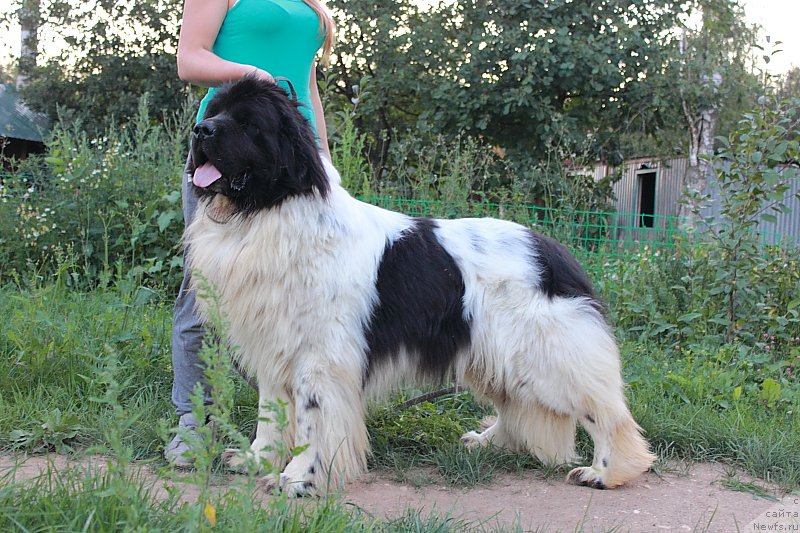 Фото: ньюфаундленд Callistos Blitzen