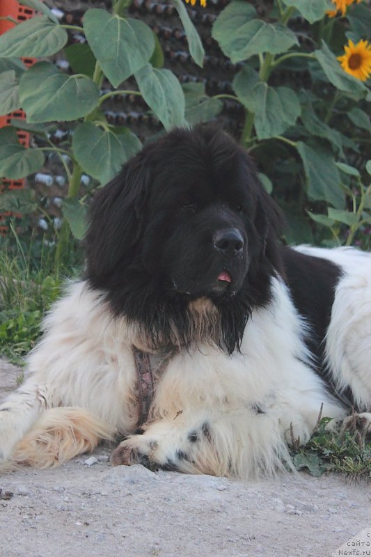 Фотография № 162261