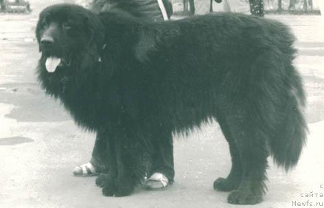 Фото: ньюфаундленд Luar Ols (Луар Олс)