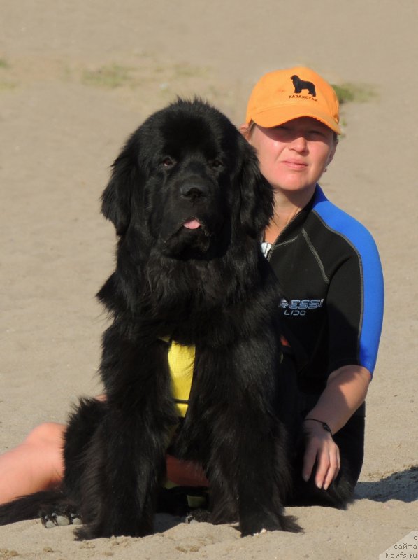 Фото: ньюфаундленд Bi Perfekt Arabella (Би Перфект Арабелла), Irina Pavlova (Ирина Павлова)