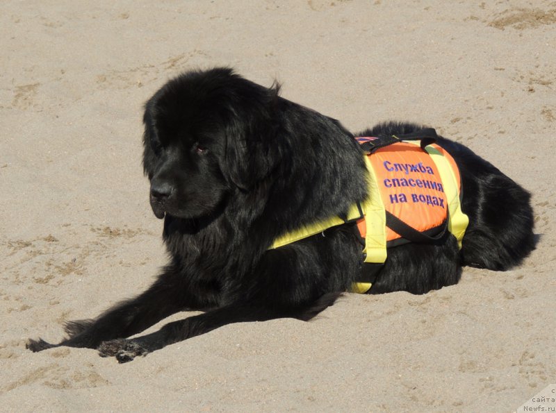 Фото: ньюфаундленд Bi Perfekt Arabella (Би Перфект Арабелла)