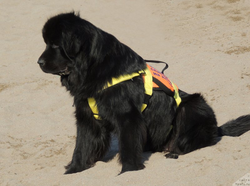 Фото: ньюфаундленд Bi Perfekt Arabella (Би Перфект Арабелла)