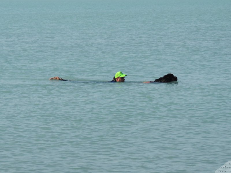 Фото: ньюфаундленд Bi Perfekt Arabella (Би Перфект Арабелла), Максим - наш супер утопающий на Балхаше