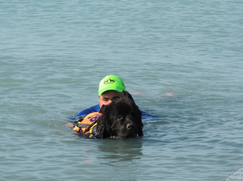 Фото: ньюфаундленд Bi Perfekt Arabella (Би Перфект Арабелла), Максим - наш супер утопающий на Балхаше