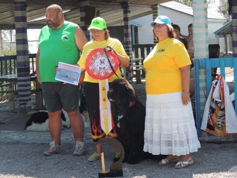 Фото: ньюфаундленд Matvey s Berega Dona (Матвей с Берега Дона), Marina Turapina (Марина Турапина), YUriy Malev (Юрий Малев), Liliana Rahmatova (Лилиана Рахматова)