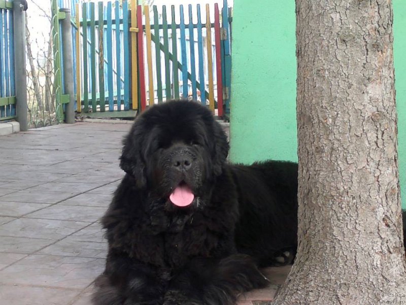 Фото: Svetlana Ustyujanina (Светлана Устюжанина), ньюфаундленд Xtra Special Nuo Ozo Kalvu