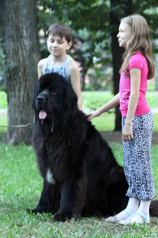 Фото: ньюфаундленд Kiper Soul Layon Hyeert (Кипер Соул Лайон Хэерт)