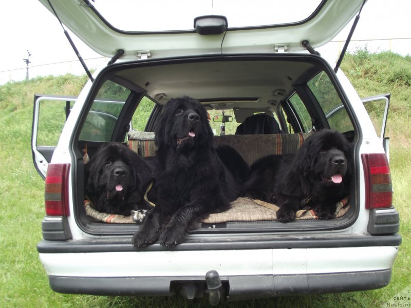 Фото: ньюфаундленд Big Sky Bear Biancaneve, ньюфаундленд Big Sky Bear Brioche Con Marmellata, ньюфаундленд Big Sky Bear Brezza Di Mare