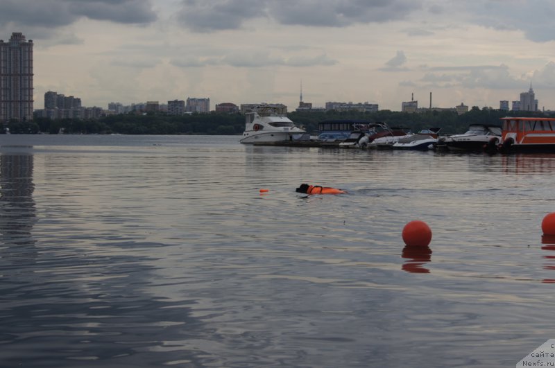Фото: ньюфаундленд Black Blues iz Volotova