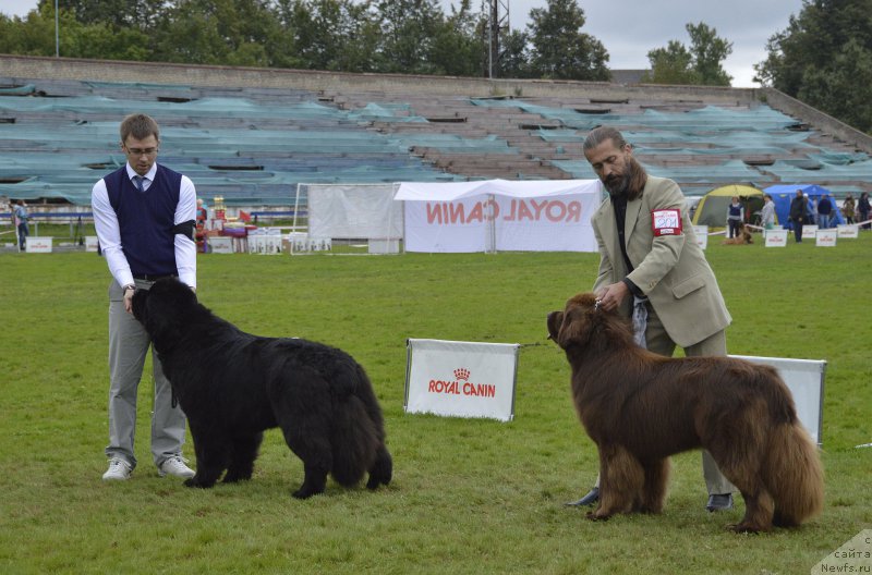 Фото: ньюфаундленд Dark Pride Vuitton (Дак Прайд Виттон), ньюфаундленд I Follow The Sun de L'Etoile de Cyrice