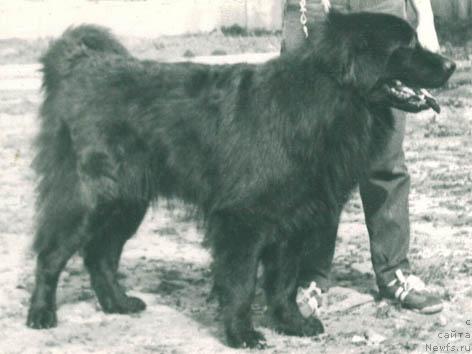 Фото: ньюфаундленд Rem Fey Mar (Рем Фей Мар)