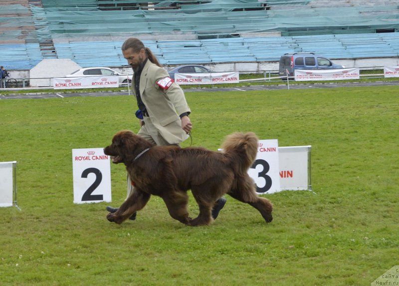Фото: ньюфаундленд I Follow The Sun de L'Etoile de Cyrice