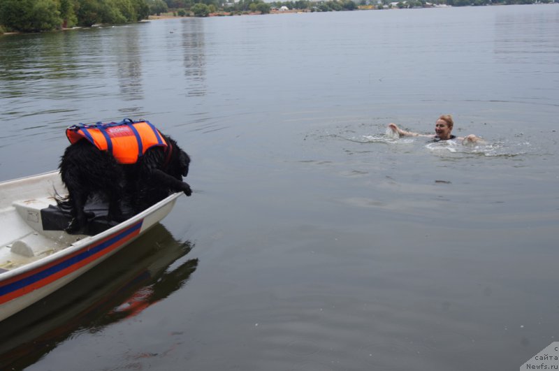 Фото: Ol'ga Muzyichuk (Ольга Музычук), ньюфаундленд Sent Djons Jozayya Valeri (Сент Джонс Жозайя Валери)