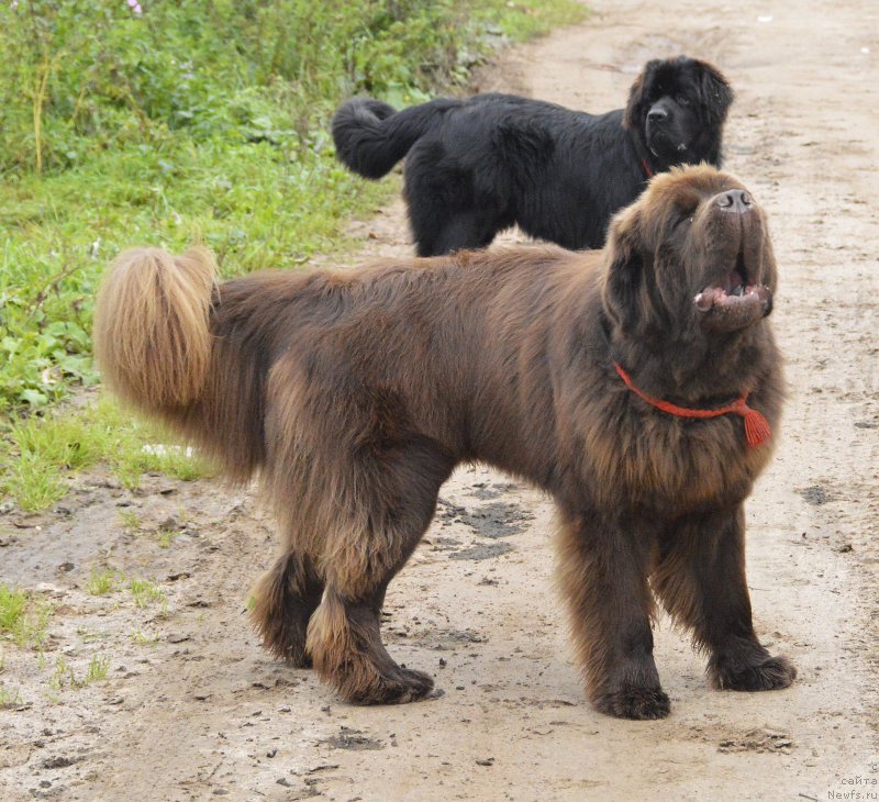 Фото: ньюфаундленд I Follow The Sun de L'Etoile de Cyrice, ньюфаундленд Smigar Udel'nyiy Knyaz' Snegodar (Смигар Удельный Князь Снегодар)