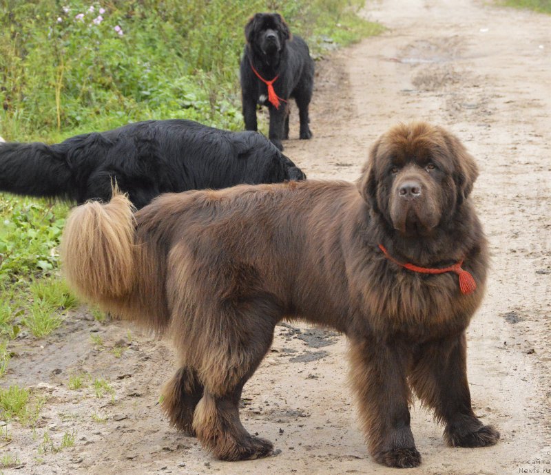 Фото: ньюфаундленд I Follow The Sun de L'Etoile de Cyrice, ньюфаундленд Smigar Udel'nyiy Knyaz' Snegodar (Смигар Удельный Князь Снегодар)