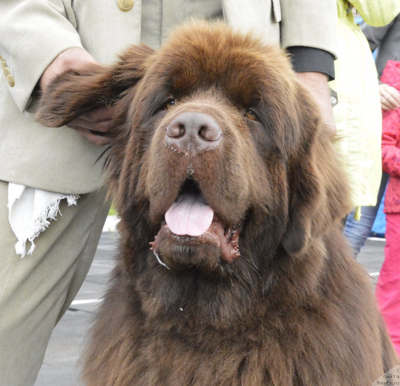 Фото: ньюфаундленд I Follow The Sun de L'Etoile de Cyrice