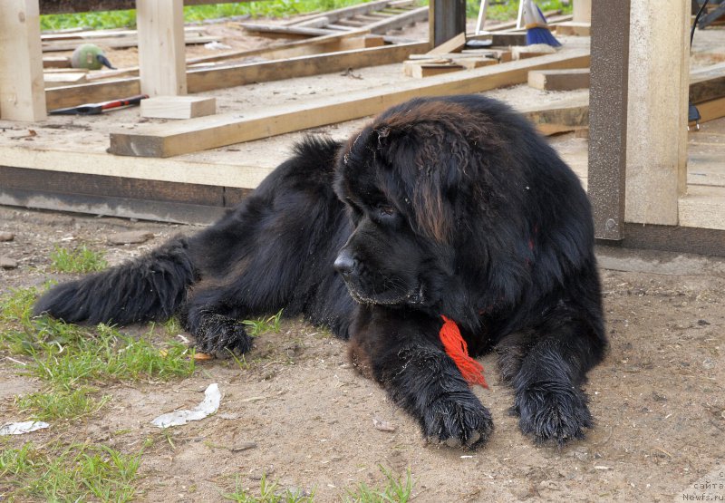 Фото: ньюфаундленд Smigar Udel'nyiy Knyaz' Snegodar (Смигар Удельный Князь Снегодар)