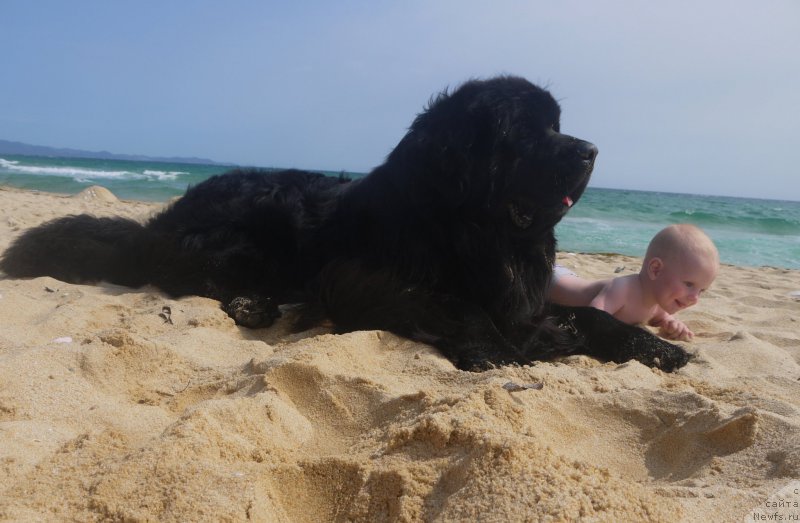 Фото: ньюфаундленд Akvatoriya Kelvin SHedevr (Акватория Келвин Шедевр)