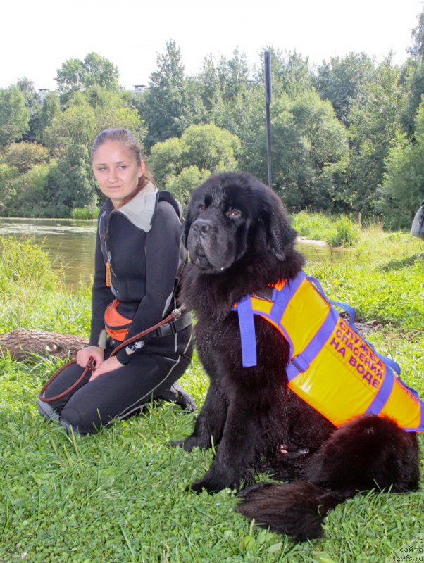 Фото: Irina Skladnova (Ирина Складнова), ньюфаундленд Chernyj Chank s Berega Dona (Черный Чанк с Берега Дона)