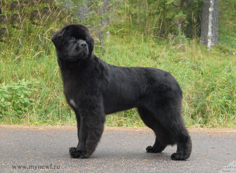 Фотография № 162459