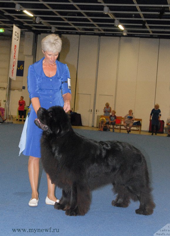 Фото: ньюфаундленд Sent Djons Yason (Сент Джонс Ясон)