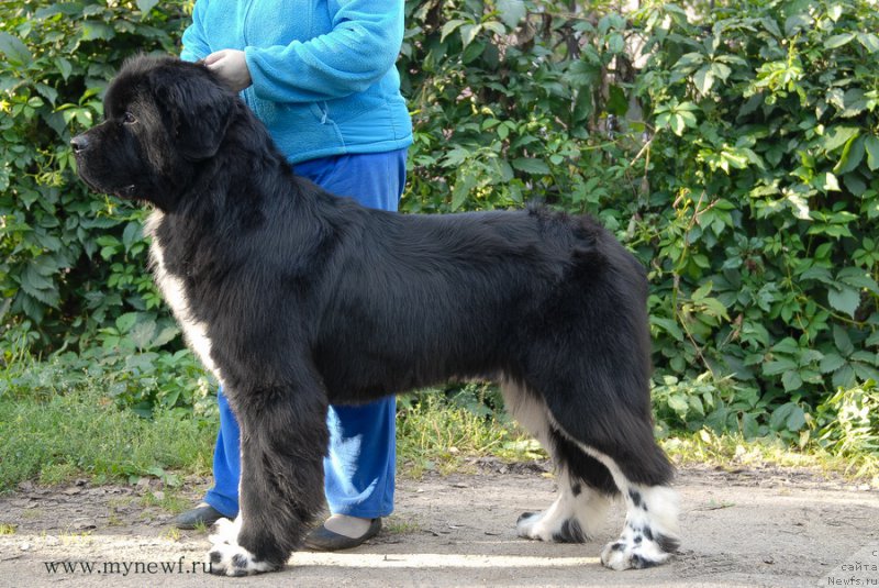 Фото: ньюфаундленд Sent Djons Griffin Glorius (Сент Джонс Гриффин Глориус)