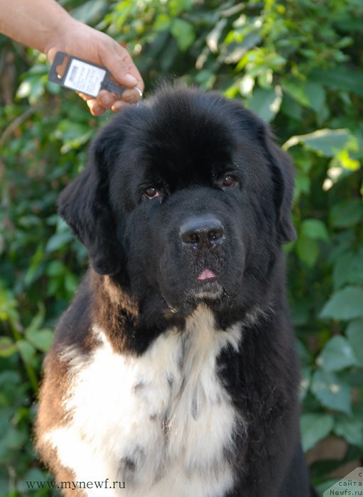 Фотография № 162479