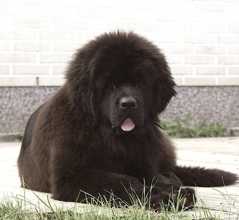 Фото: ньюфаундленд I'm Only For You Moon Bear